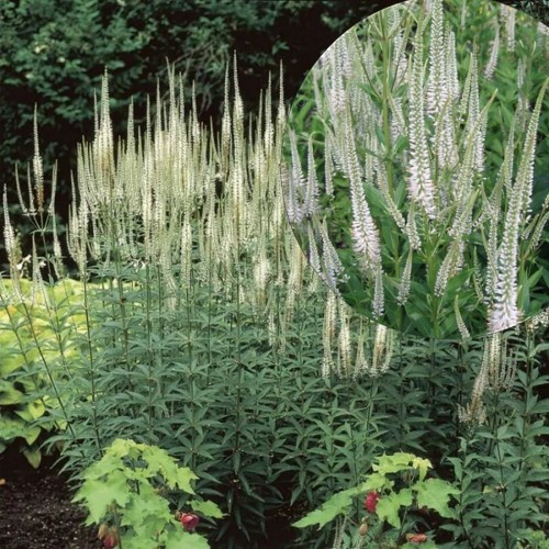 Veronicastrum virginicum 'Album' - Virgiinia männasmailane 'Album' P9/0,55L